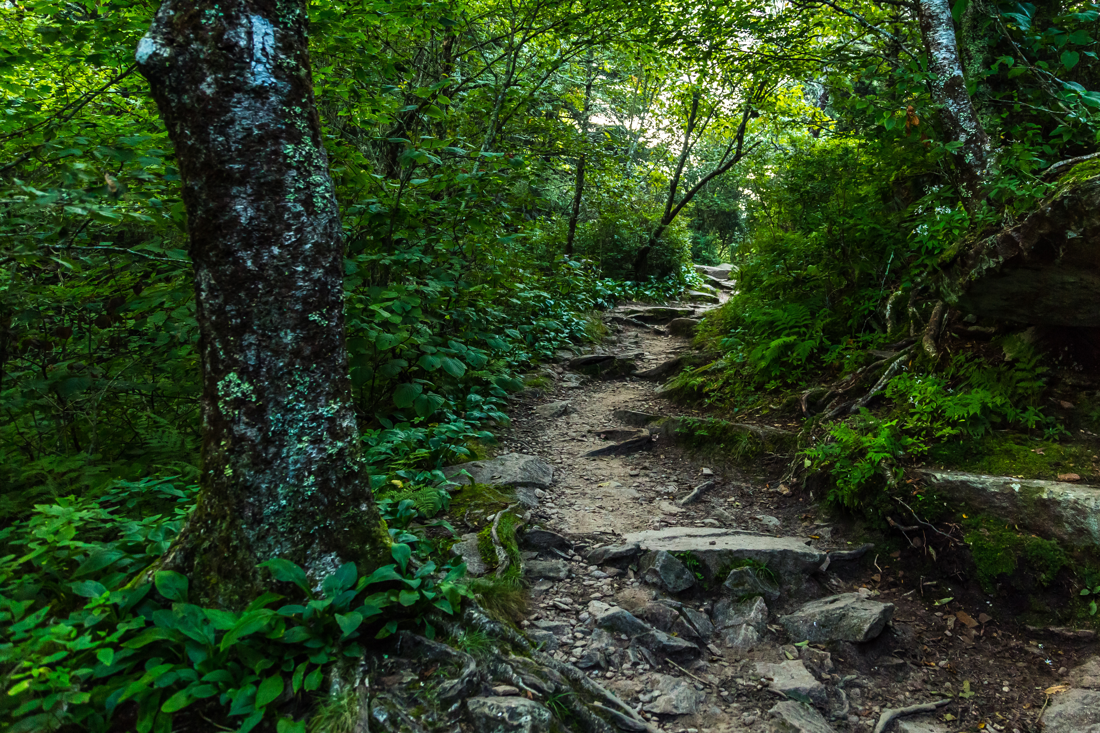 A trail has woods on either side