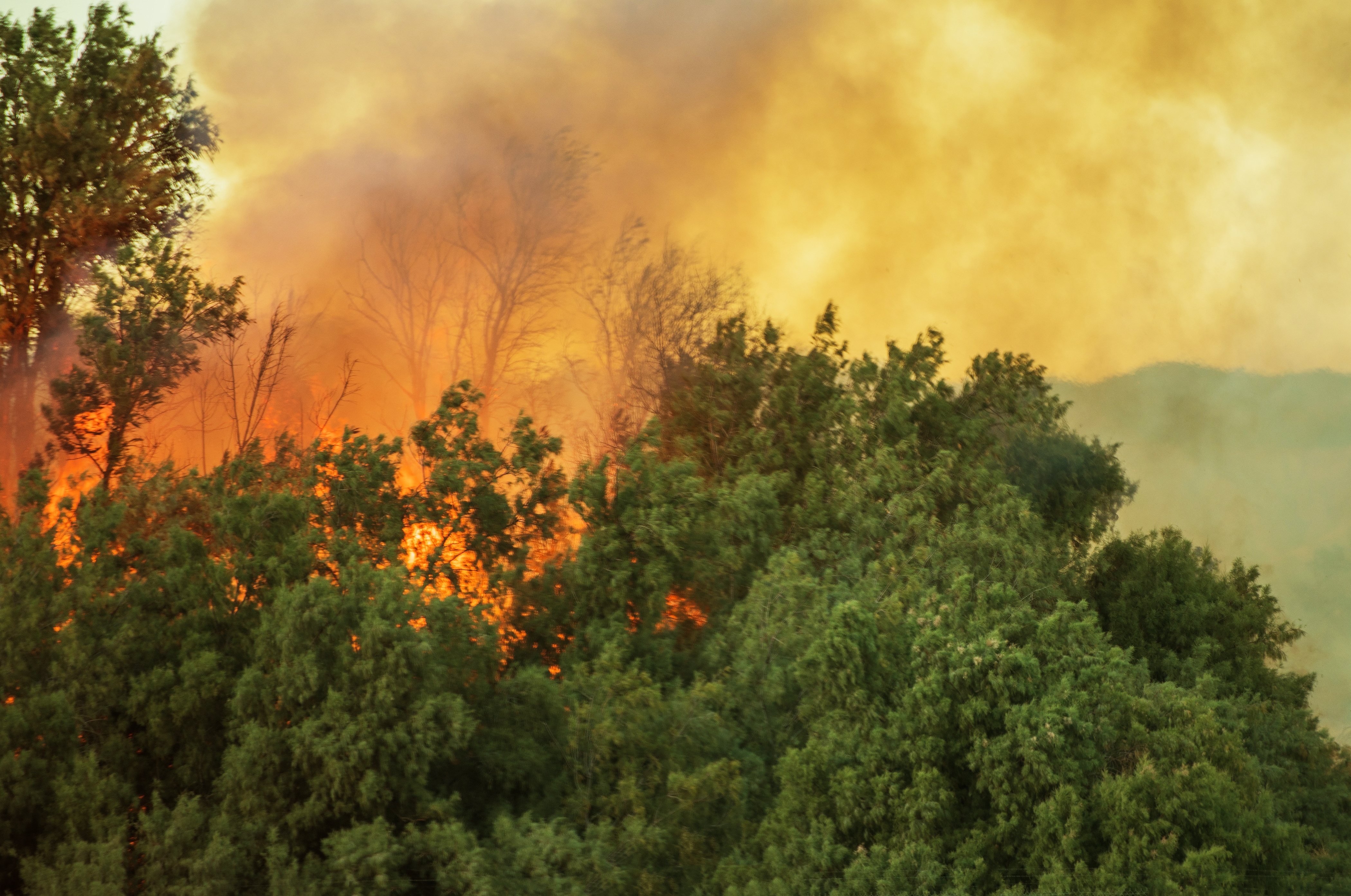 A forest fire burns the tops of trees