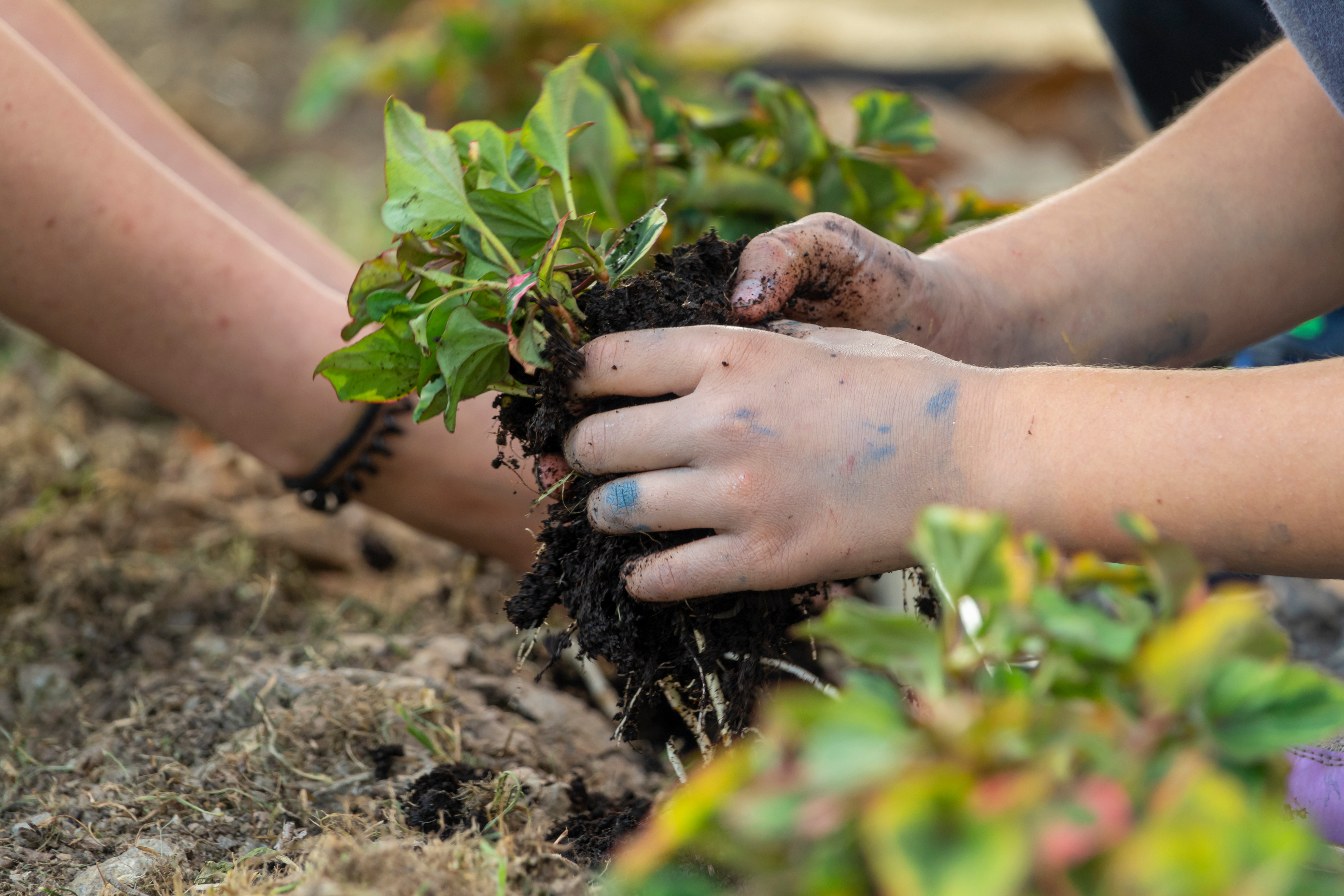 Small hands hold a plant and dig in the dirt