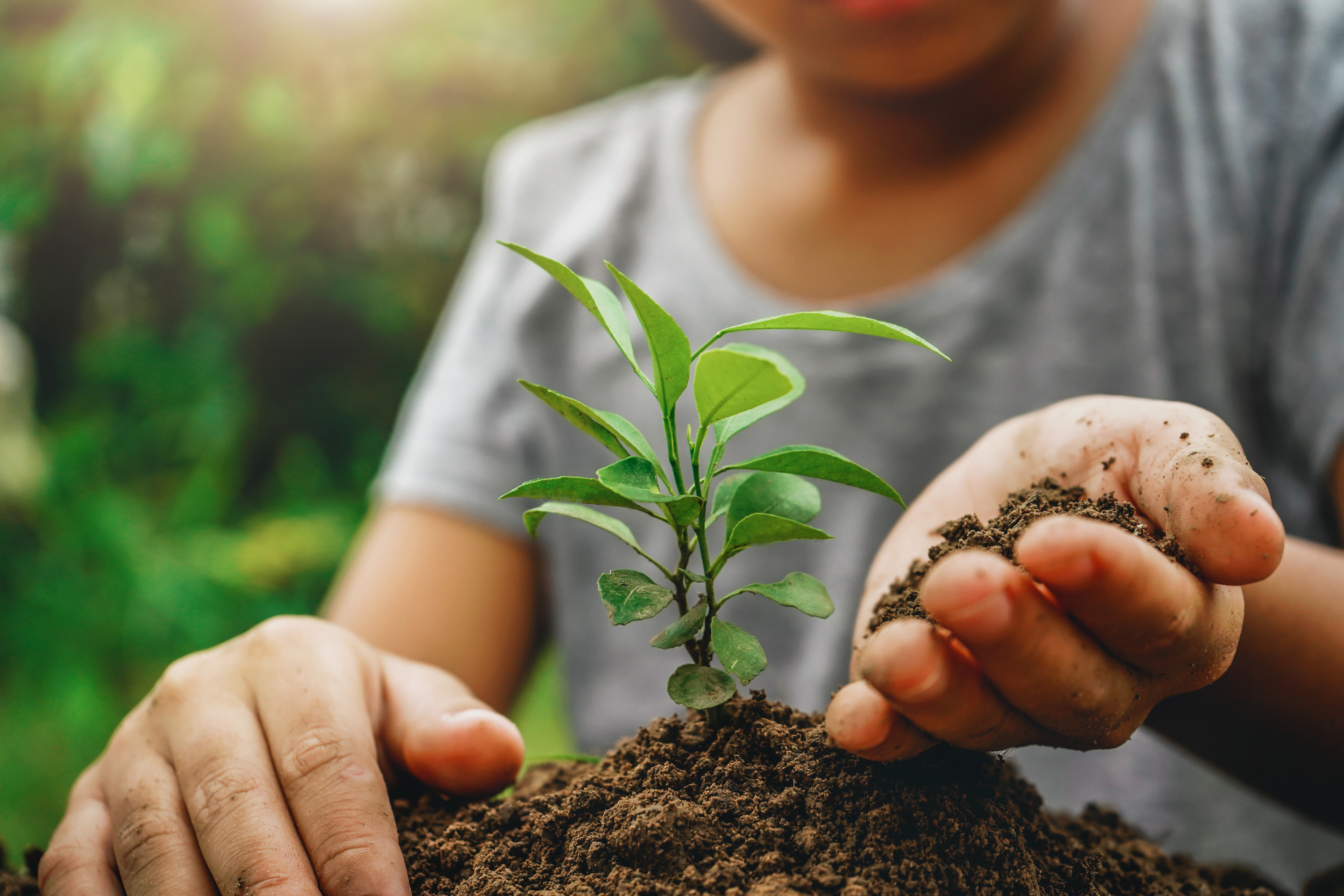 A child's hands bury plant roots in dirt 